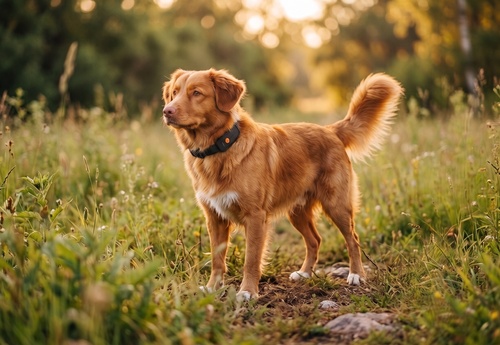 Chien en promenade avec un collier équipé du traceur GPS Weenect XT (photo de la marque)