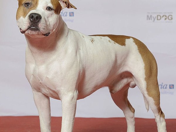 American Staffordshire Terrier