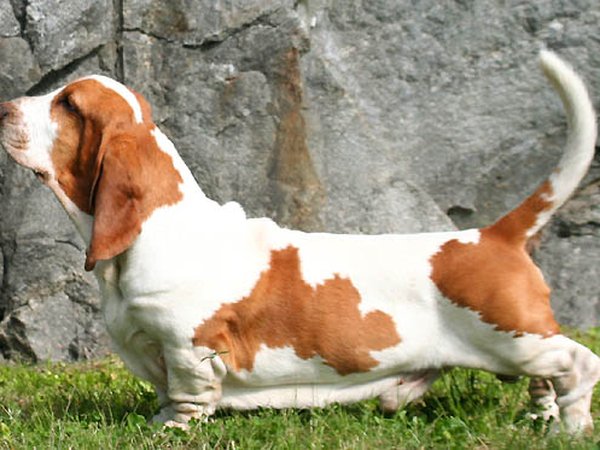 Basset Hound