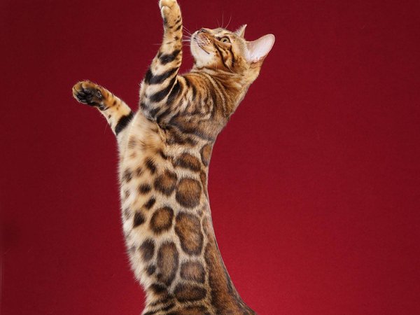 Bengal