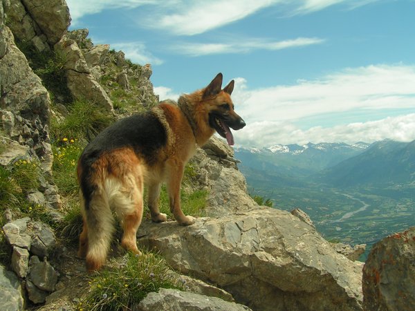 Berger Allemand
