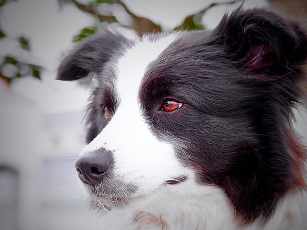 Border Collie