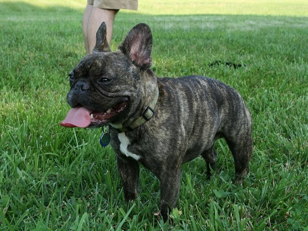 Bouledogue Français