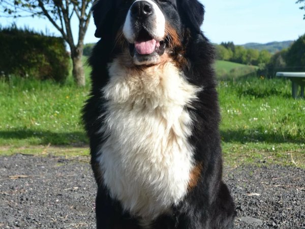 Bouvier Bernois