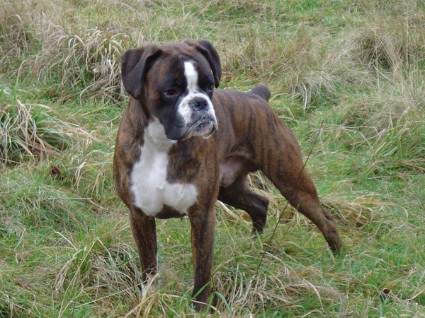Boxer