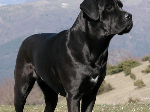 Cane Corso