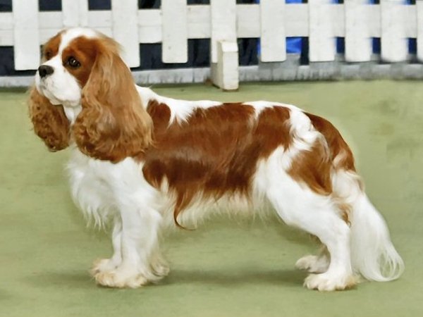 Cavalier King Charles