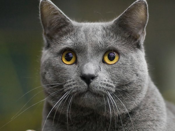 Chartreux