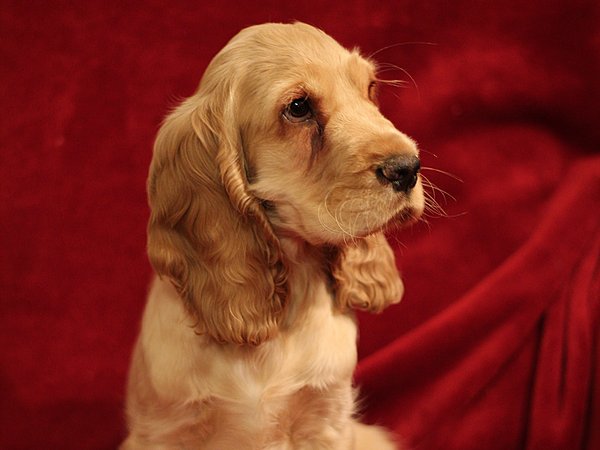 Cocker Spaniel