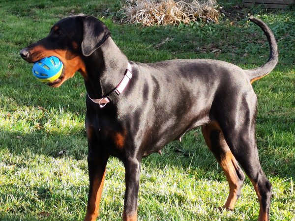 Dobermann