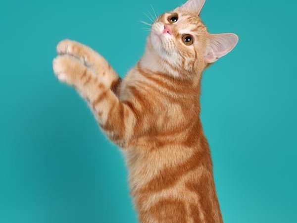 Européen / Chat de gouttière