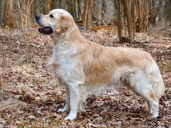 Golden Retriever
