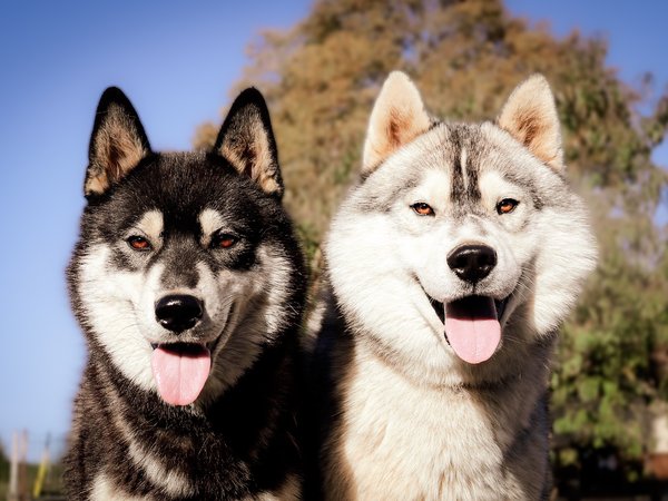 Husky Sibérien