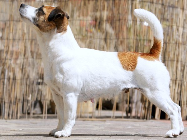 Jack Russell Terrier