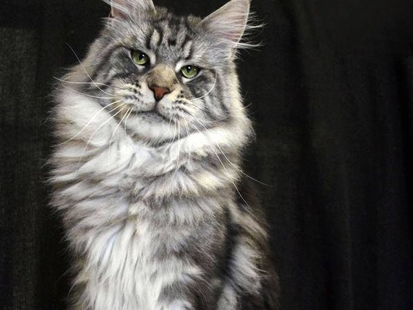 Maine Coon