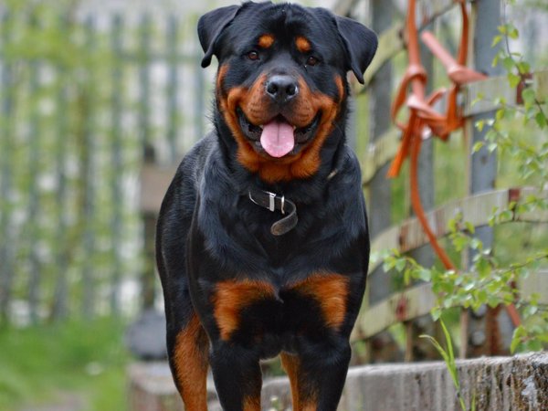 Rottweiler