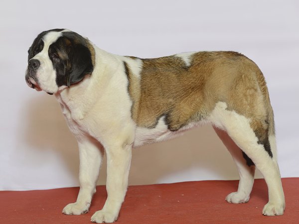 Saint-Bernard