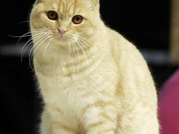 Scottish Fold