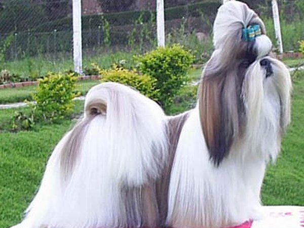 Shih Tzu