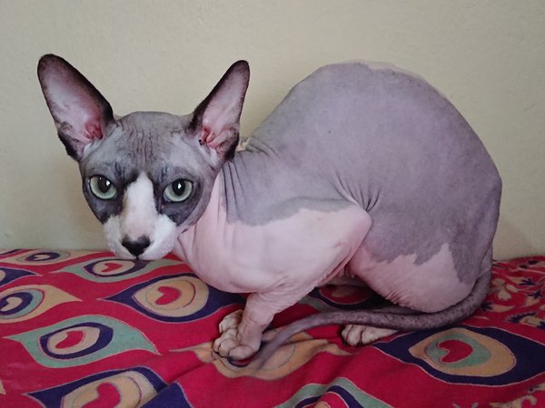 Sphynx