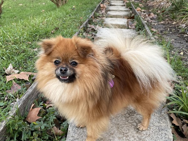 Spitz Nain (Pomeranian)