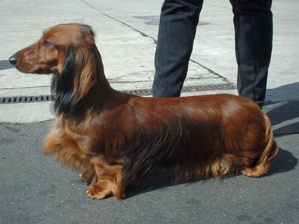 Teckel (Dachshund)