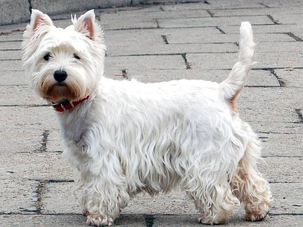 Westie (West Highland White Terrier)