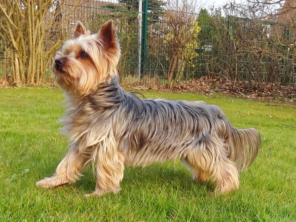 Yorkshire Terrier